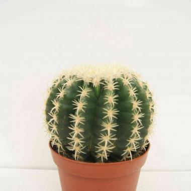 Echinocactus grusonii brevispinus